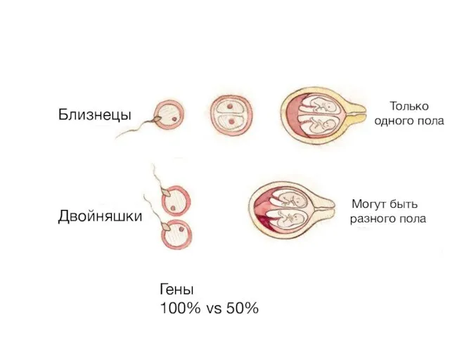 Гены 100% vs 50% Близнецы Двойняшки Только одного пола Могут быть разного пола