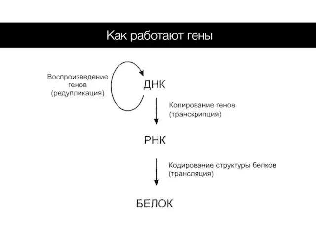 Как работают гены