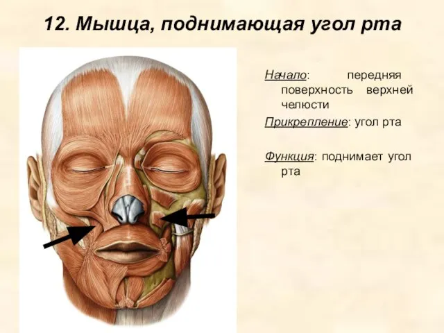 12. Мышца, поднимающая угол рта Начало: передняя поверхность верхней челюсти Прикрепление: угол