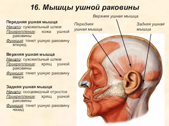 16. Мышцы ушной раковины Передняя ушная мышца Начало: сухожильный шлем Прикрепление: кожа