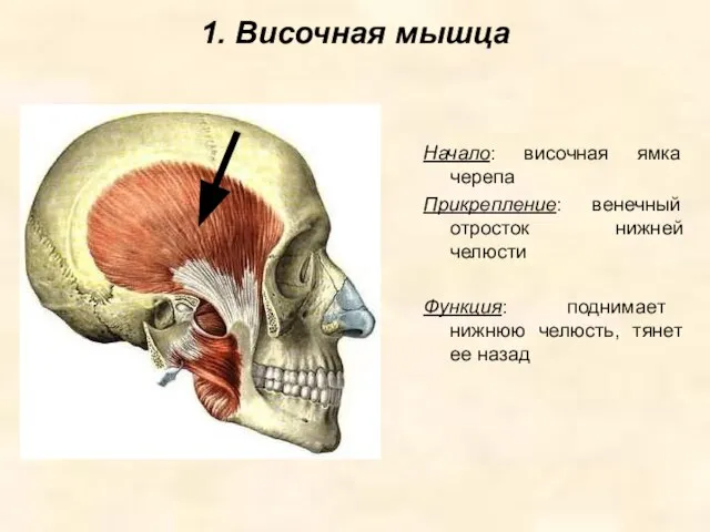 1. Височная мышца Начало: височная ямка черепа Прикрепление: венечный отросток нижней челюсти