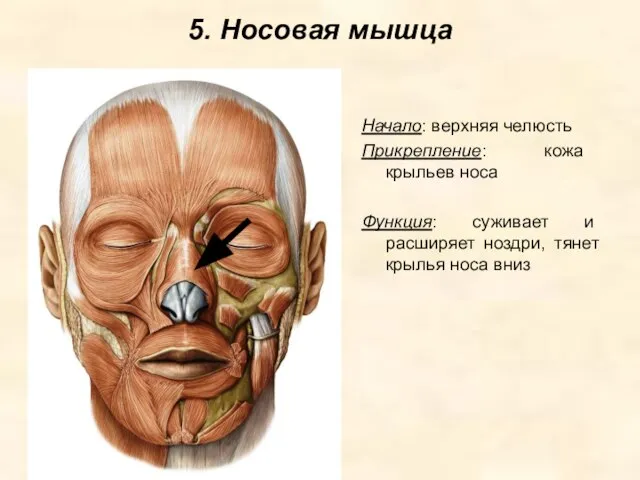 5. Носовая мышца Начало: верхняя челюсть Прикрепление: кожа крыльев носа Функция: суживает