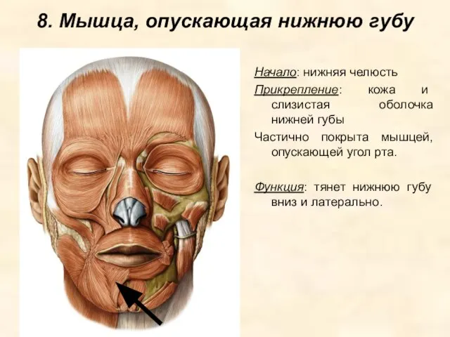 8. Мышца, опускающая нижнюю губу Начало: нижняя челюсть Прикрепление: кожа и слизистая