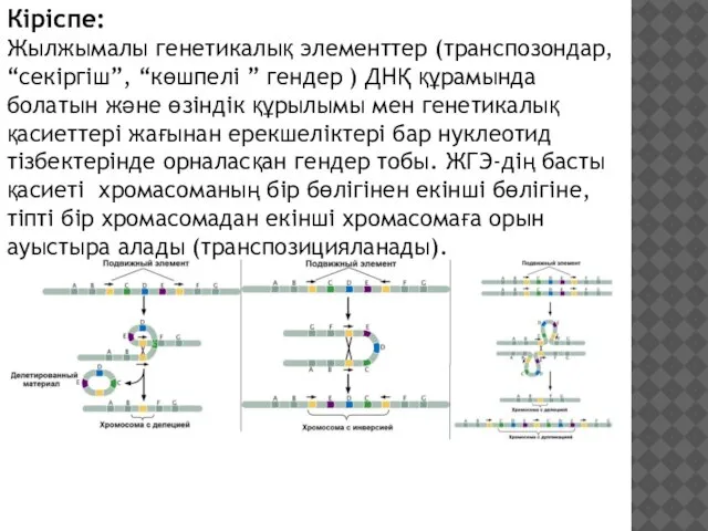 Кіріспе: Жылжымалы генетикалық элементтер (транспозондар, “секіргіш”, “көшпелі ” гендер ) ДНҚ құрамында