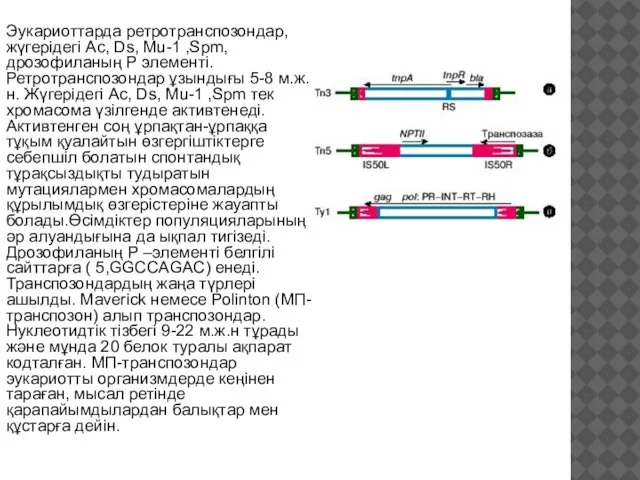 Эукариоттарда ретротранспозондар, жүгерідегі Ас, Ds, Mu-1 ,Spm, дрозофиланың Р элементі. Ретротранспозондар ұзындығы