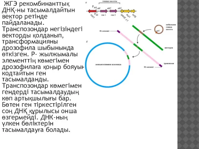 ЖГЭ рекомбинанттық ДНҚ-ны тасымалдайтын вектор ретінде пайдаланады. Транспозондар негізіндегі векторды қолданып, трансформацияны