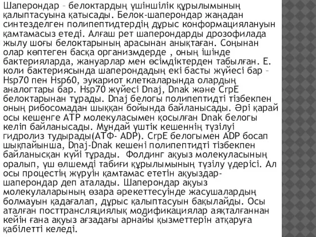 Шаперондар – белоктардың үшіншілік құрылымының қалыптасуына қатысады. Белок-шаперондар жаңадан синтезделген полипептидтердің дұрыс