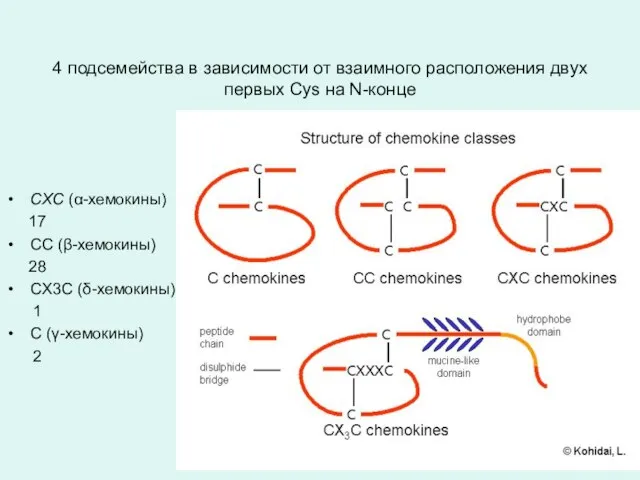 4 подсемейства в зависимости от взаимного расположения двух первых Cys на N-конце