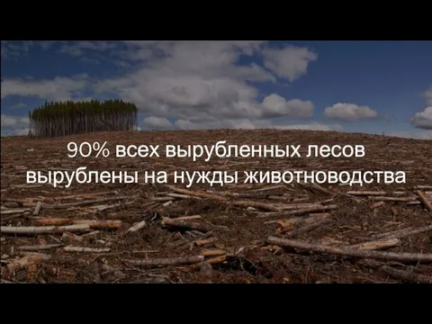 90% всех вырубленных лесов вырублены на нужды животноводства