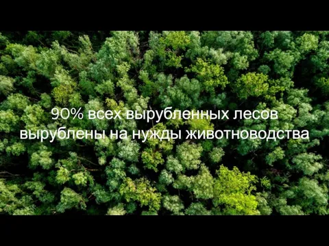 90% всех вырубленных лесов вырублены на нужды животноводства