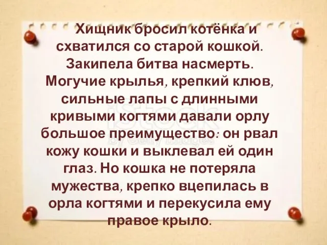 Хищник бросил котёнка и схватился со старой кошкой. Закипела битва насмерть. Могучие