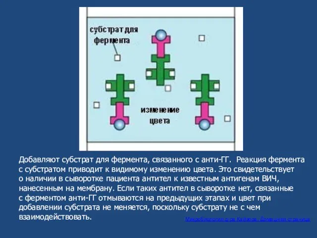 Добавляют субстрат для фермента, связанного с анти-ГГ. Реакция фермента с субстратом приводит