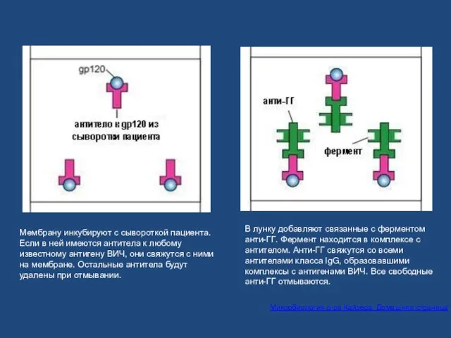 Мембрану инкубируют с сывороткой пациента. Если в ней имеются антитела к любому