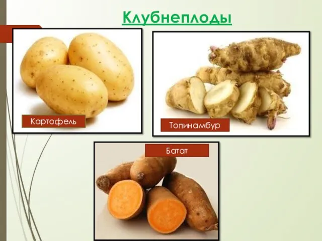 Клубнеплоды Картофель Топинамбур Батат
