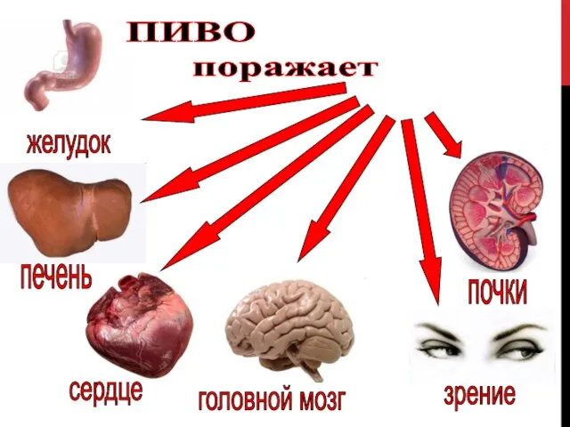 желудок печень сердце головной мозг ПИВО поражает почки зрение