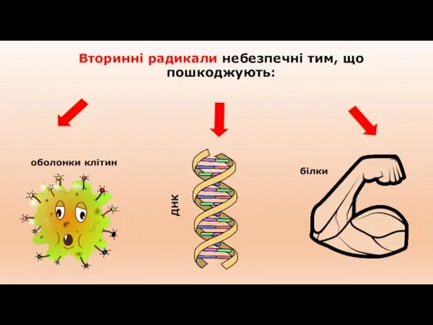 Вторинні радикали небезпечні тим, що пошкоджують: