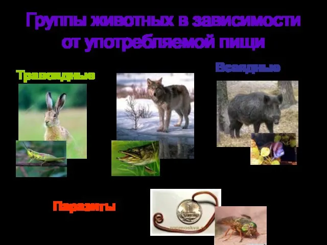 Группы животных в зависимости от употребляемой пищи Травоядные Хищные Всеядные Паразиты