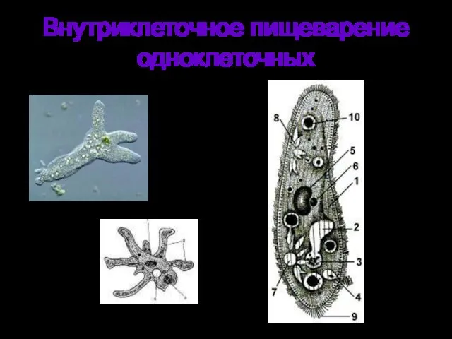 Внутриклеточное пищеварение одноклеточных