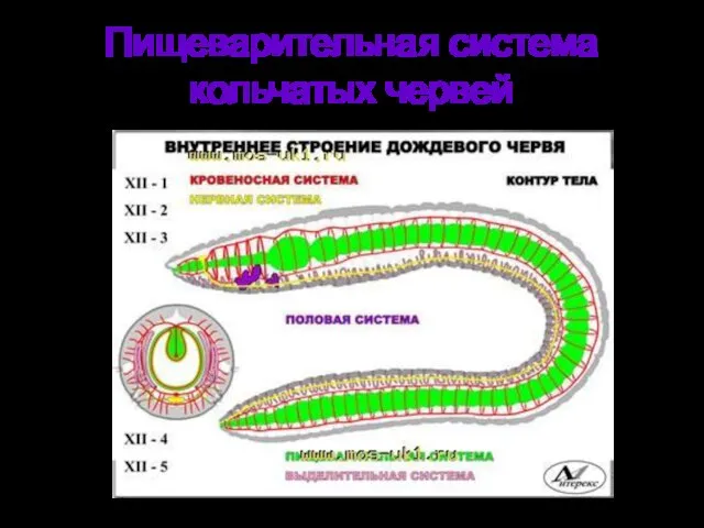 Пищеварительная система кольчатых червей