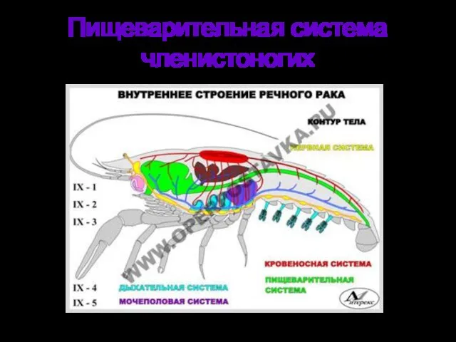 Пищеварительная система членистоногих