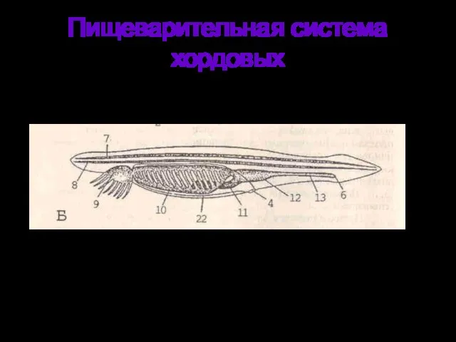 Пищеварительная система хордовых