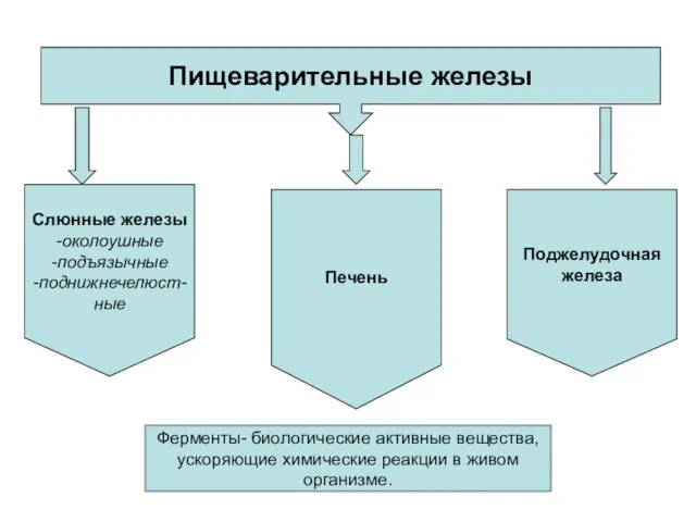 Пищеварительные железы Слюнные железы -околоушные -подъязычные -поднижнечелюст- ные Печень Поджелудочная железа Ферменты-