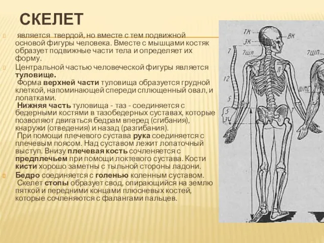 СКЕЛЕТ является твердой, но вместе с тем подвижной основой фигуры человека. Вместе