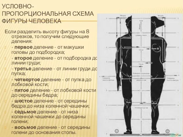 УСЛОВНО-ПРОПОРЦИОНАЛЬНАЯ СХЕМА ФИГУРЫ ЧЕЛОВЕКА Если разделить высоту фигуры на 8 отрезков, то