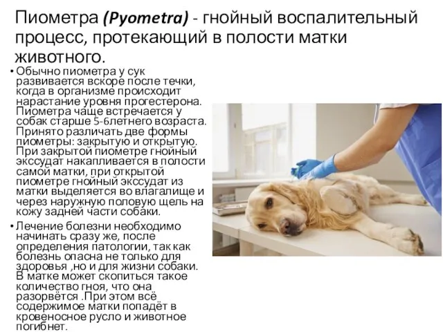 Пиометра (Pyometra) - гнойный воспалительный процесс, протекающий в полости матки животного. Обычно