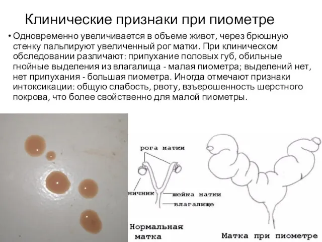 Клинические признаки при пиометре Одновременно увеличивается в объеме живот, через брюшную стенку