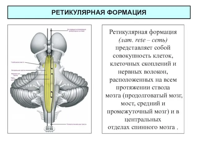 РЕТИКУЛЯРНАЯ ФОРМАЦИЯ Ретикулярная формация (лат. rete – сеть) представляет собой совокупность клеток,