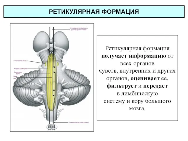 РЕТИКУЛЯРНАЯ ФОРМАЦИЯ Ретикулярная формация получает информацию от всех органов чувств, внутренних и