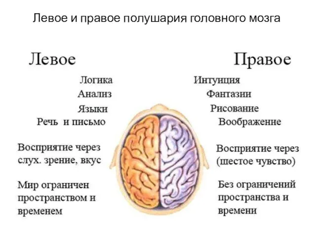 Левое и правое полушария головного мозга