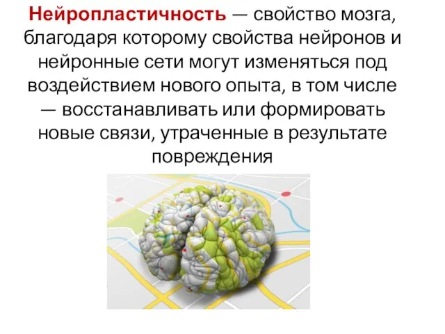 Нейропластичность — свойство мозга, благодаря которому свойства нейронов и нейронные сети могут