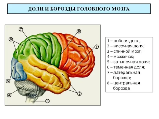 1 – лобная доля; 2 – височная доля; 3 – спинной мозг;