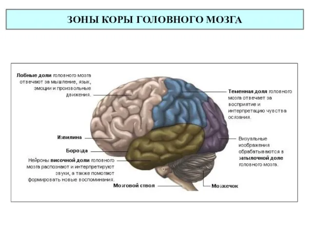 ЗОНЫ КОРЫ ГОЛОВНОГО МОЗГА