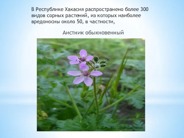 В Республике Хакасия распространено более 300 видов сорных растений, из которых наиболее