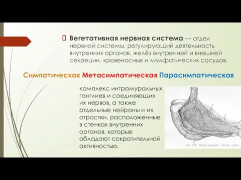 Вегетативная нервная система — отдел нервной системы, регулирующий деятельность внутренних органов, желёз