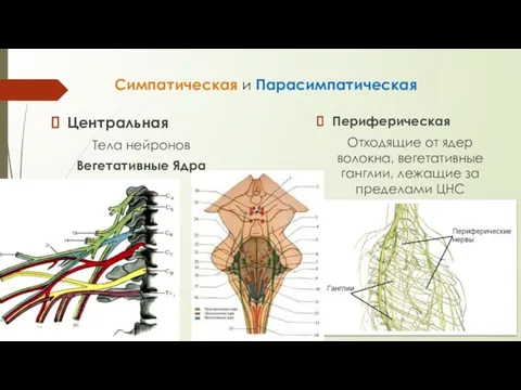 Симпатическая и Парасимпатическая Центральная Тела нейронов Вегетативные Ядра Периферическая Отходящие от ядер