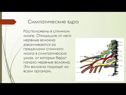 Симпатические ядра Расположены в спинном мозге. Отходящие от него нервные волокна заканчиваются