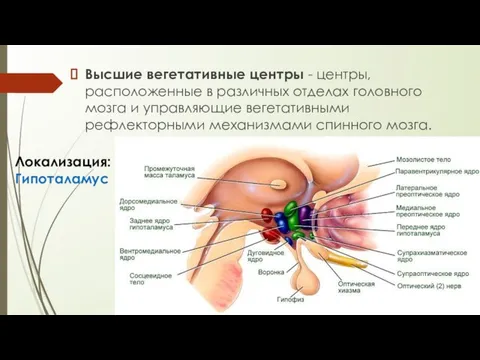 Высшие вегетативные центры - центры, расположенные в различных отделах головного мозга и