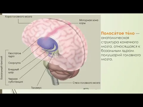 Полоса́тое те́ло — анатомическая структура конечного мозга, относящаяся к базальным ядрам полушарий головного мозга.