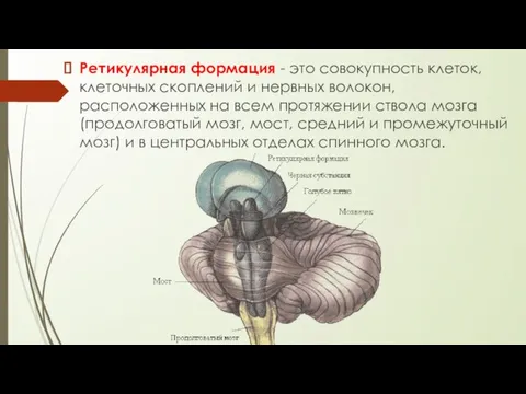 Ретикулярная формация - это совокупность клеток, клеточных скоплений и нервных волокон, расположенных