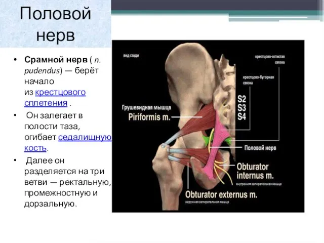 Половой нерв Срамной нерв ( n. pudendus) — берёт начало из крестцового