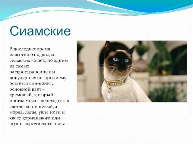 Сиамские В последнее время известно о подвидах сиамских кошек, но одним из