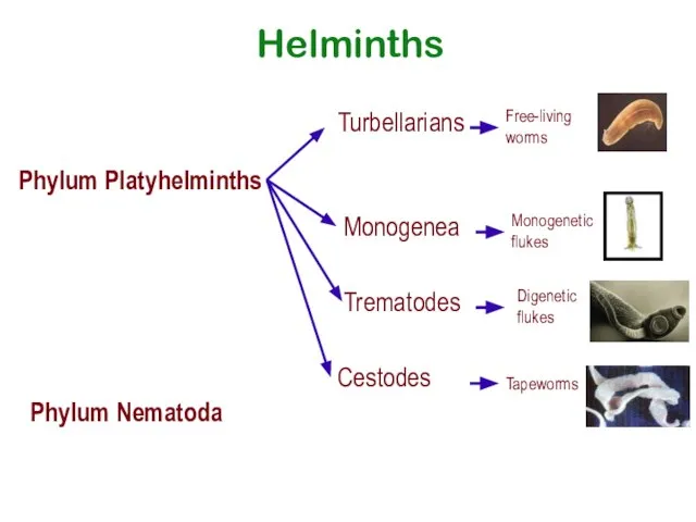 Phylum Platyhelminths Phylum Nematoda Helminths