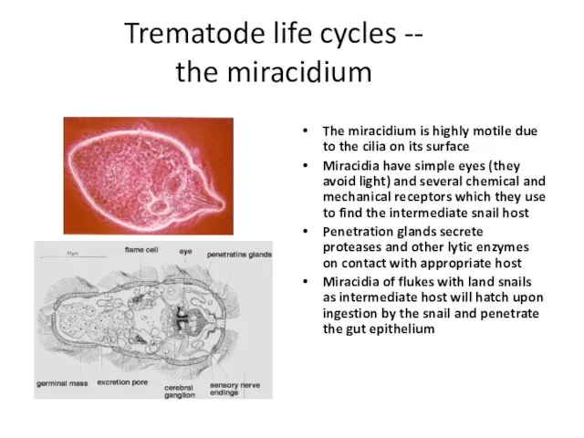 Trematode life cycles -- the miracidium The miracidium is highly motile due