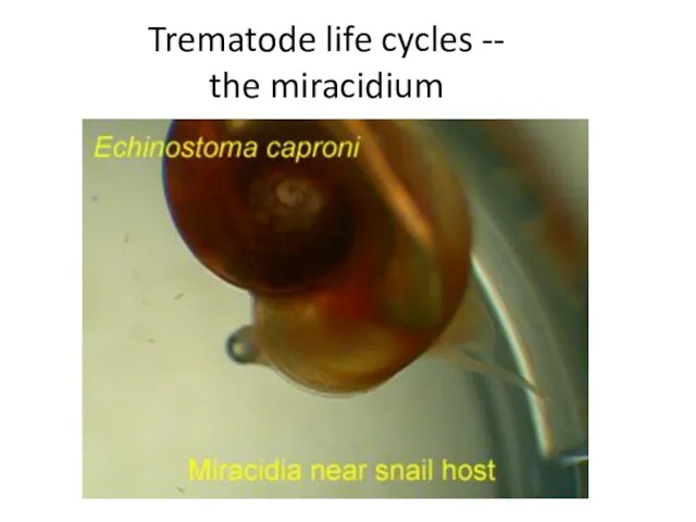 Trematode life cycles -- the miracidium