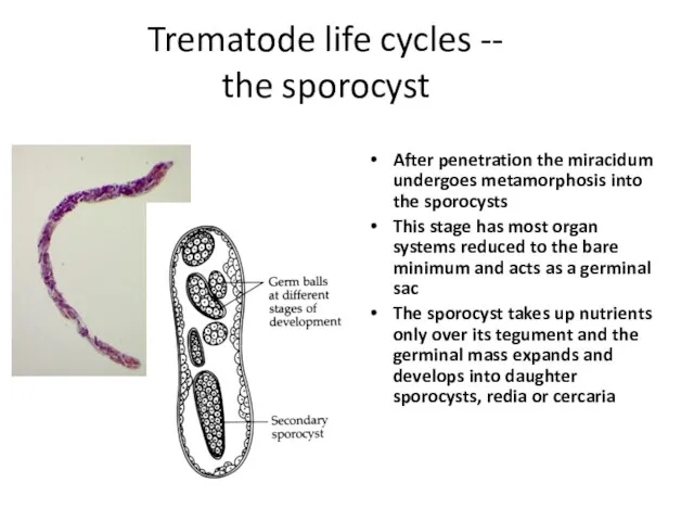 Trematode life cycles -- the sporocyst After penetration the miracidum undergoes metamorphosis