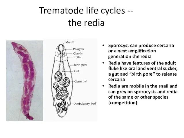 Trematode life cycles -- the redia Sporocyst can produce cercaria or a